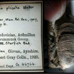 One of the many fossils from the Gray Collection, held at the NHM, London. ©The Trustees of the Natural History Museum, London