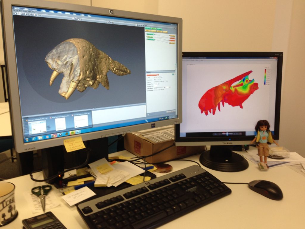 Lottie checks out some CT data and a finite element model of the jaw of Baryonyx, a theropod dinosaur from the south coast of the UK, Spain and northern Africa. The CT dataset reveals the inner structure of the snout, particularly its extremely long tooth roots. The brightly coloured finite element model shows where the snout is deformed during simulated feeding behaviour. We commonly use these techniques to understand extinct animal function