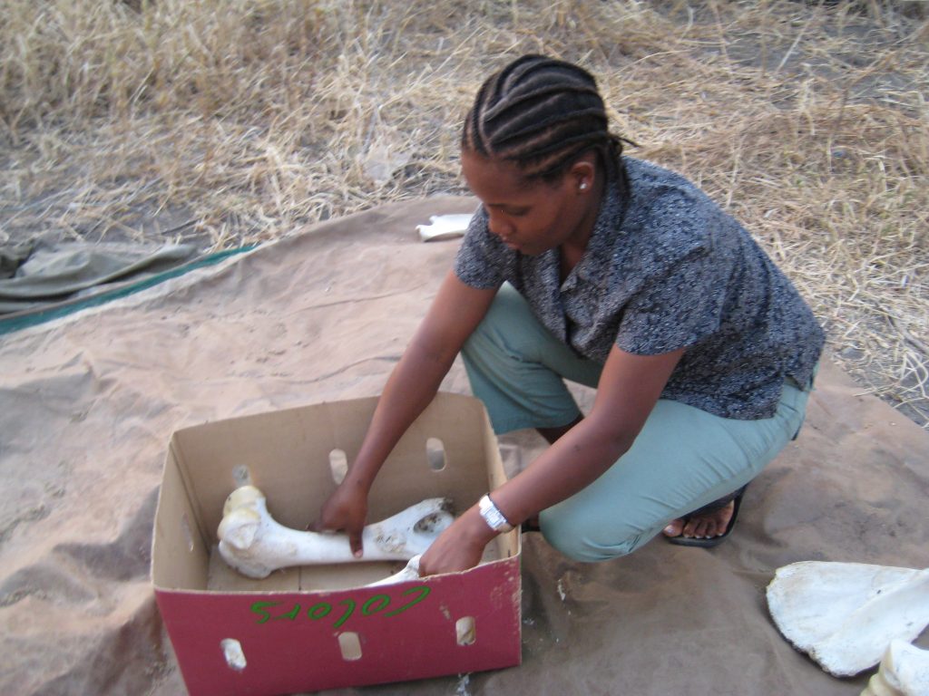 Packaging finds at Olduvai Gorge (Photo: Manuel Domínguez-Rodrigo). 
