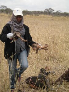  Dr Gidna in the field, Olduvai (Photo: Manuel Domínguez-Rodrigo).