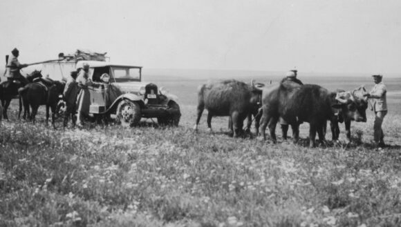 The “Diabolical” pulled from the mud by oxen, Turkey, 1933. Olga Tufnell archive, Palestine Exploration Fund. Courtesy of the Palestine Exploration Fund.